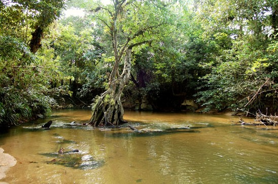 A habitat of the species in the upper Sarawak River basin, Sarawak state, Malaysian Borneo.