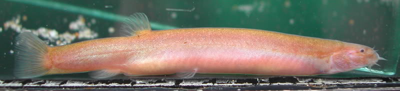 The same female specimen in a gravid state.