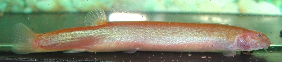 Adult female specimen.