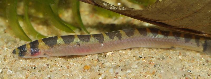 This species is most easily told apart from P. cuneovirgata by its lack of nasal barbels...