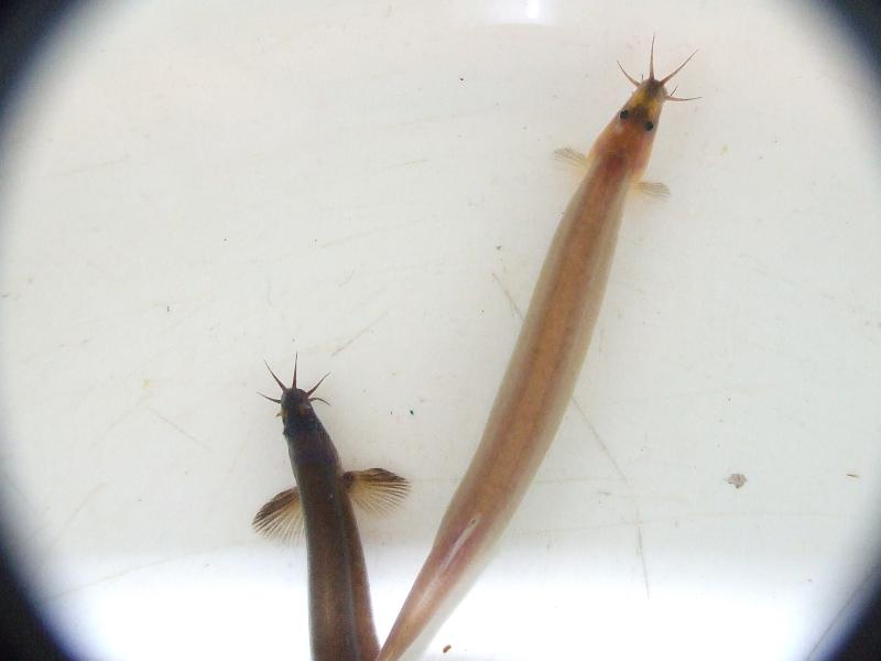 Probable adult pair, female on right.