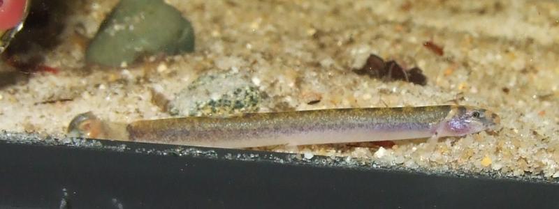 This species is very uncommon in the hobby.
