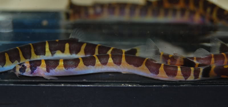 The pattern of this specimen corresponds closely to the original description of this highly variable species.