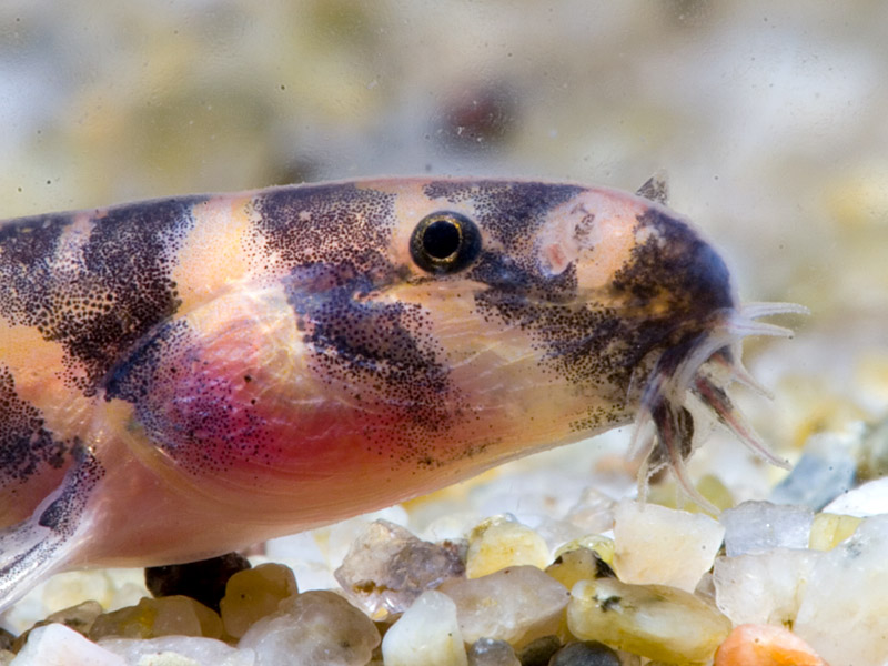Head detail (Singapore population) - members of the P. shelfordii group have four pairs of barbels.