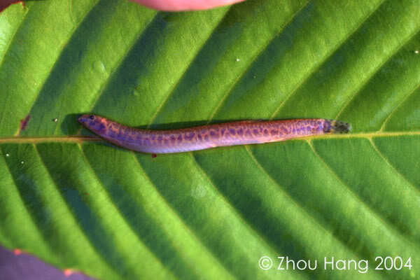 Wild specimen from Sarawak; locality unknown.