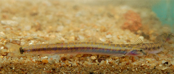 A different form, also from Sarawak, probably showing pale colouration due to stress.