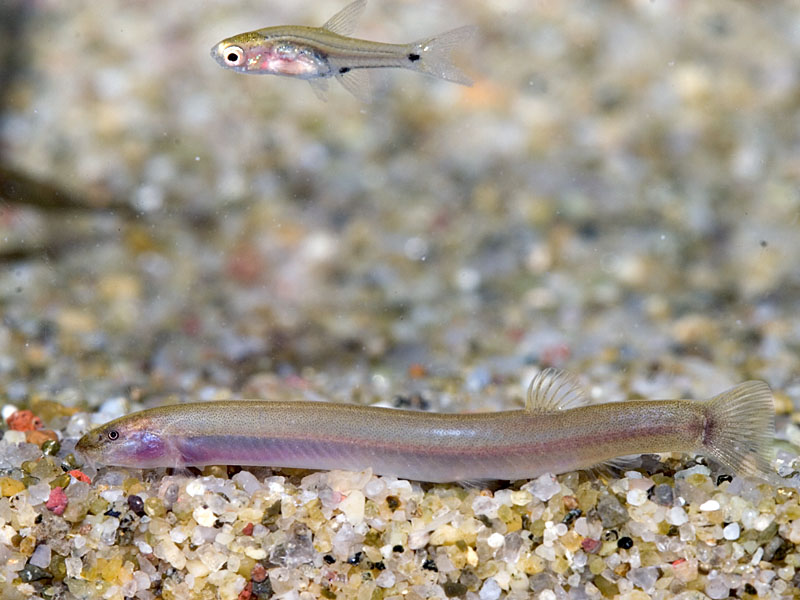Like other Pangio spp. the colour pattern becomes paler when first-introduced to the aquarium, as here.