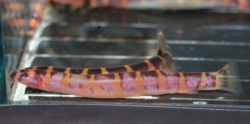 This appears to be an undescribed species, possibly from Borneo.