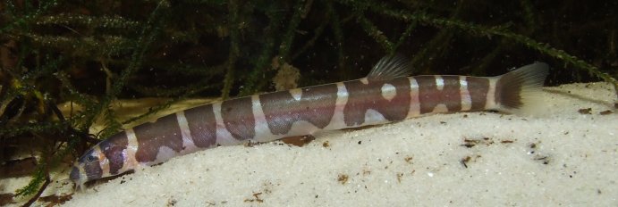 In some individuals the bars begin to break up with age revealing patches of the base body colour.