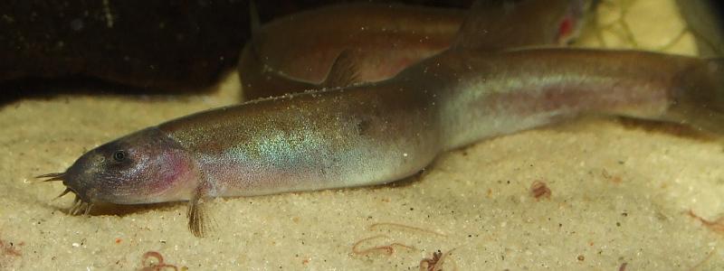 Darker form with pigmented pectoral fins, dark barbels and a bluish sheen on the head.