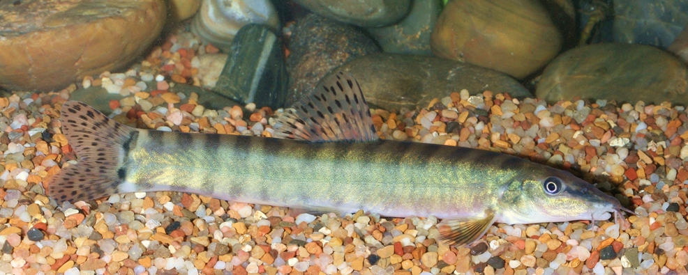 Subadult specimen exported to the United States in 2010.