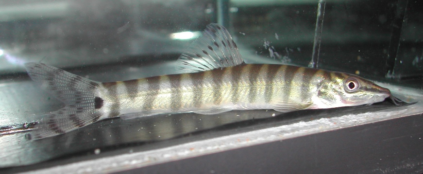 Subadult from the aquarium trade.