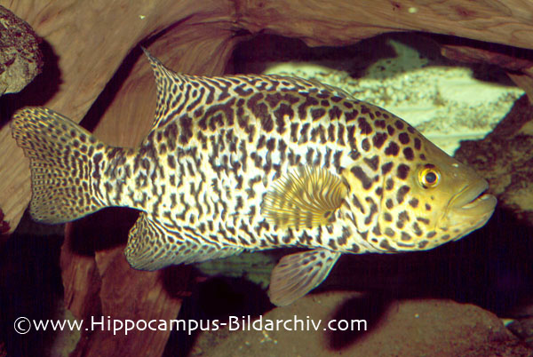 Parachromis managuensis