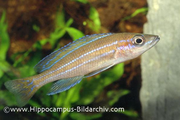 Paracyprichromis nigripinnis "Chituta Bay"