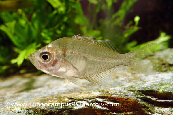 Parambassis siamensis