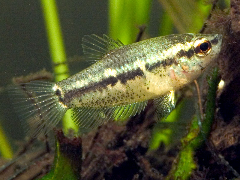 Adult female specimen.