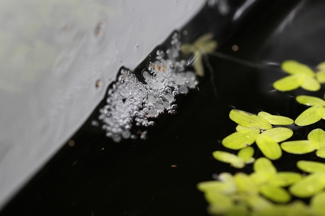 This species sometimes deposits its eggs within a floating bubble nest.