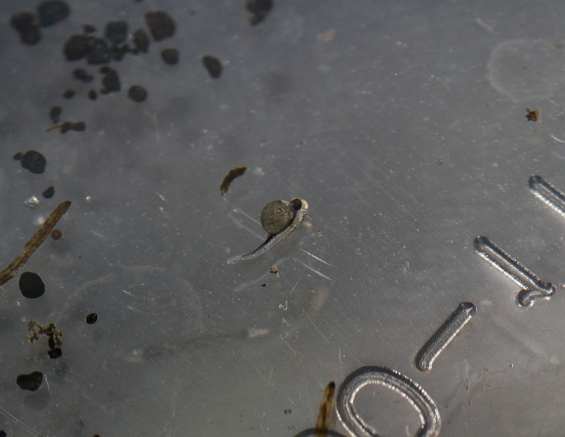 Newly-hatched fry with yolk sac still to be absorbed.