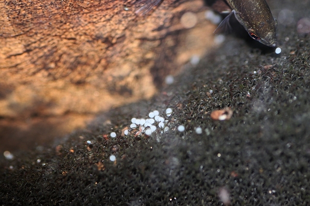 The fertilised clutch with the female visble in the top right of the frame collecting an egg in her mouth...