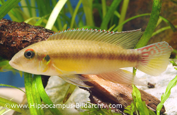 Male of Pelvicachromis humilis "Kenema"