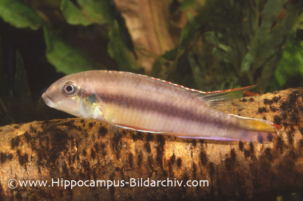 Juvenile male of Pelvicachromis humilis "Libera Red"