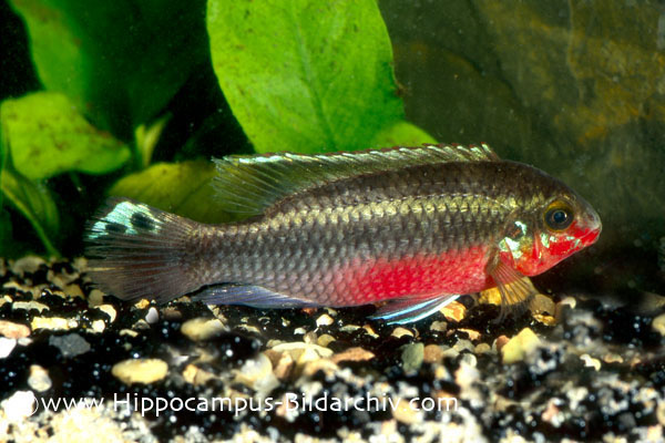 Pelvicachromis pulcher "Nigeria red" male