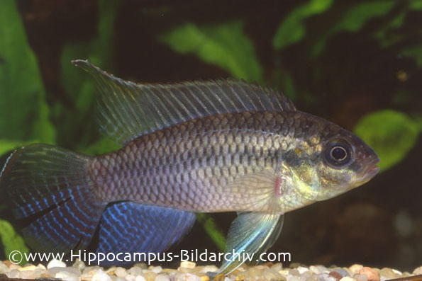 Pelvicachromis subocellatus male