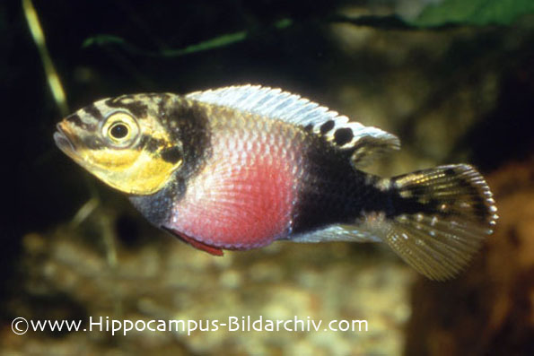 Pelvicachromis subocellatus female in broodcare patterning