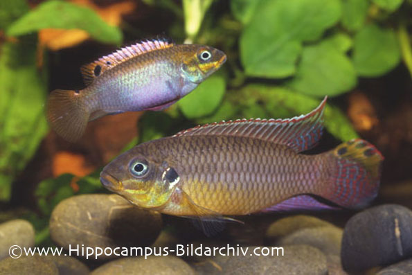 Pelvicachromis taeniatus "Kienke" pair, female at top