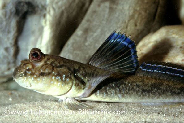 Periophthalmus barbarus