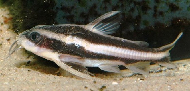 Young specimen of Platydoras costatus