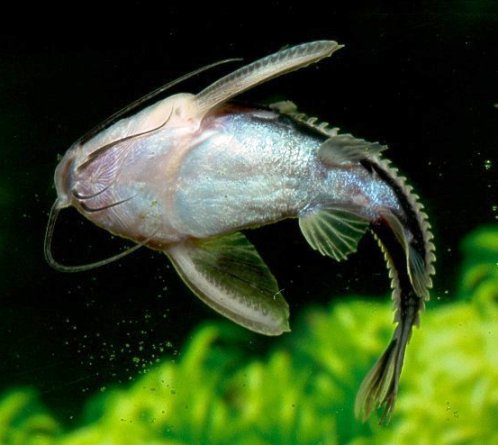 Platydoras costatus