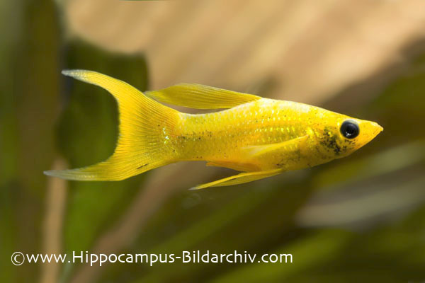 Poecilia latipinna "golden lyretail" male