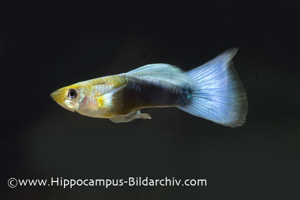 Adult male; ornamental 'steel blue' form.
