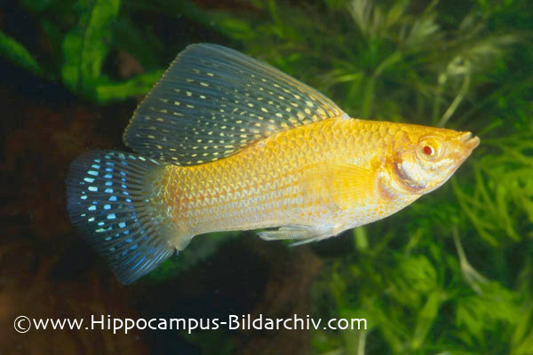 Poecilia velifera "golden red-eyed" male