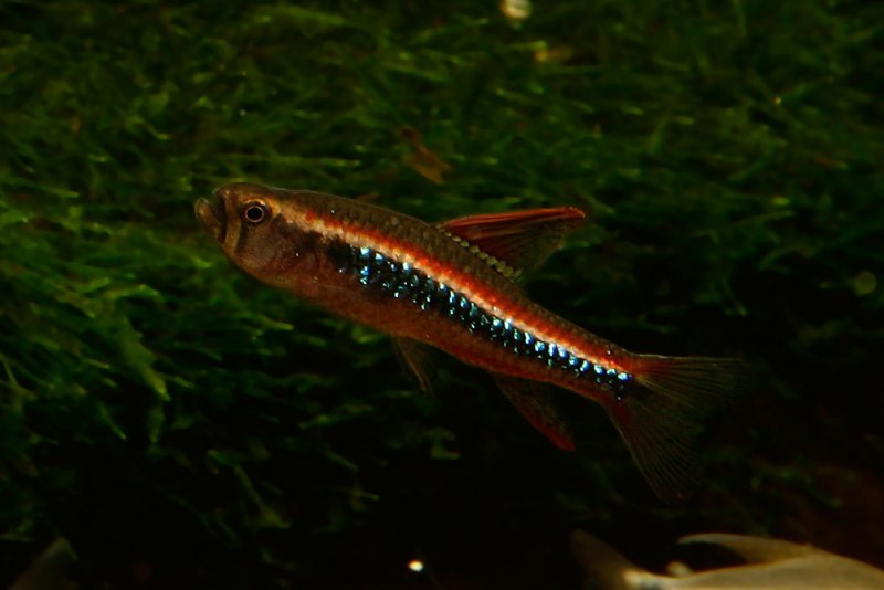 Another adult male.