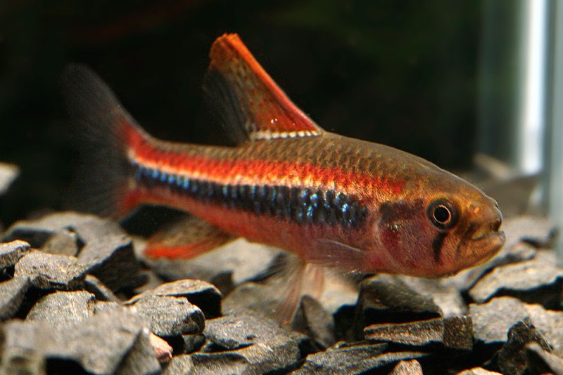 Some variants of the species are particularly colourful.