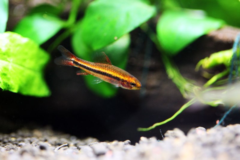 Female.