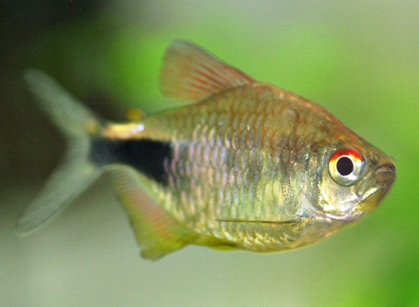 Hemigrammus pulcher