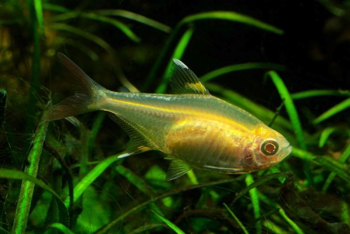 Pristella maxillaris "gold albino" form