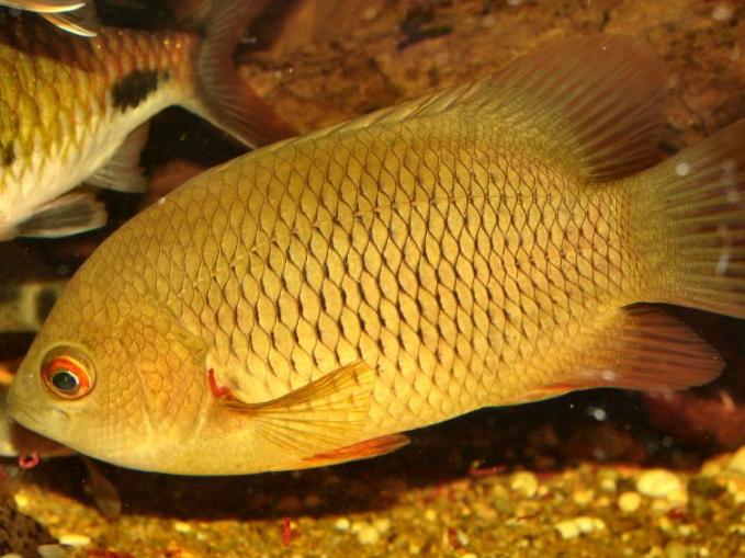 Pristolepis marginatus