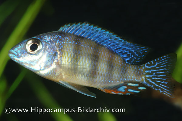 Protomelas sp. steveni "Taiwan reef" male