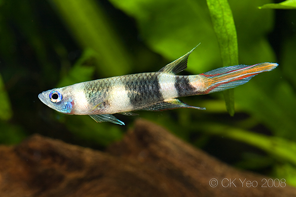 Young adult male from the Singapore aquarium trade...