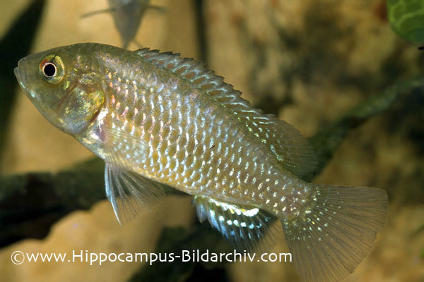 Pseudocrenilabrus multicolor multicolor