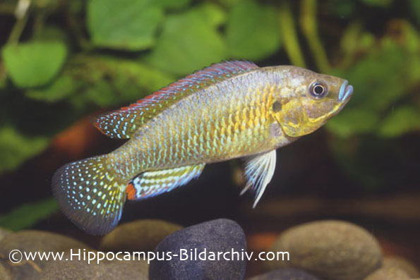 Pseudocrenilabrus philander dispersus male
