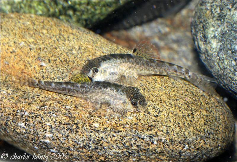 If maintained in a group Pseudogastromyzon spp. often participate in bouts of sparring...