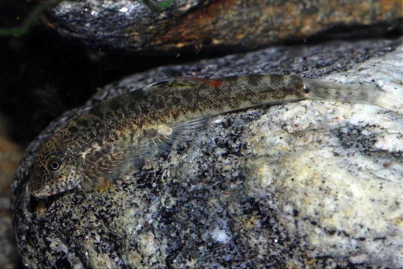 This species can also change its overall body pigmentation to better camouflage itself. Here greyish...