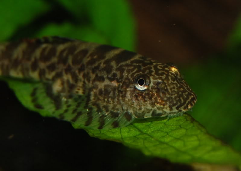 Head detail.