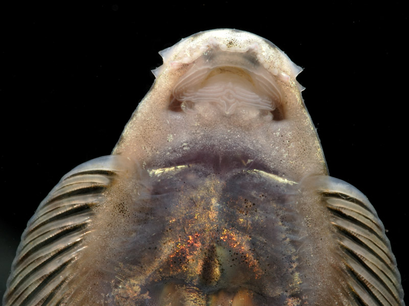 Detail of head and anterior portion of body, ventral view.