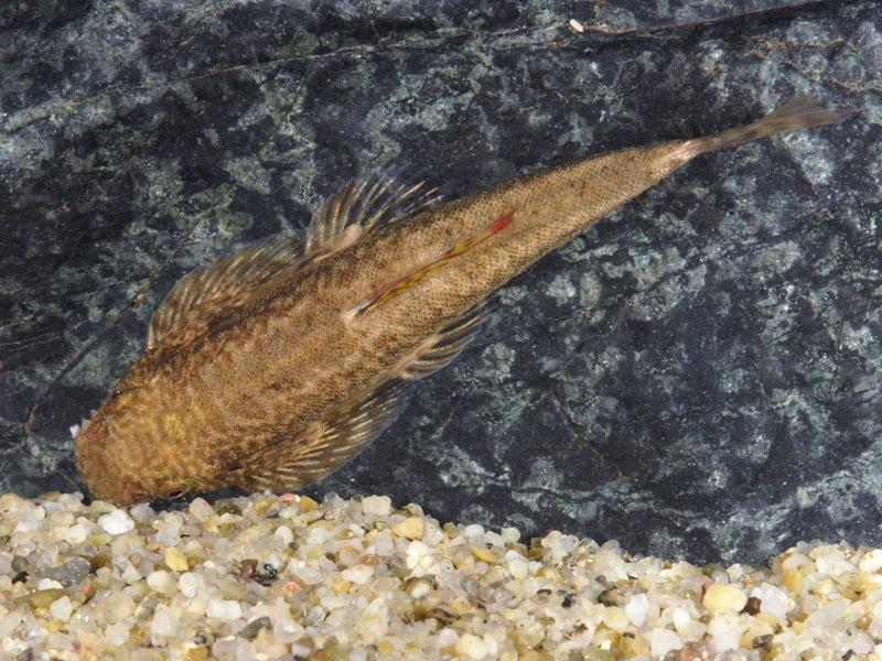 Dorsal view.